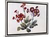 Auricula, C.1690-Claude Aubriet-Mounted Giclee Print