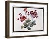 Auricula, C.1690-Claude Aubriet-Framed Giclee Print