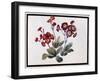 Auricula, C.1690-Claude Aubriet-Framed Giclee Print