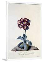 Auricula Duke of Cumberland C.1743-Georg Dionysius Ehret-Framed Giclee Print