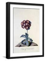 Auricula Duke of Cumberland C.1743-Georg Dionysius Ehret-Framed Giclee Print