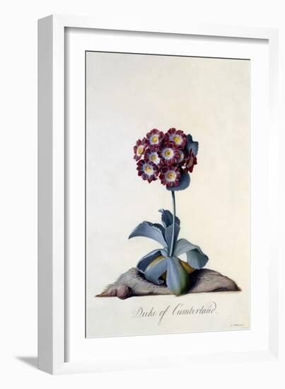 Auricula Duke of Cumberland C.1743-Georg Dionysius Ehret-Framed Giclee Print