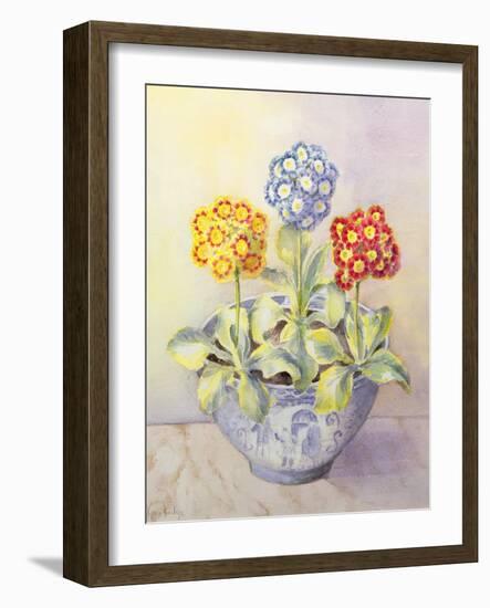 Auricula in a Chinese Pot-Karen Armitage-Framed Giclee Print