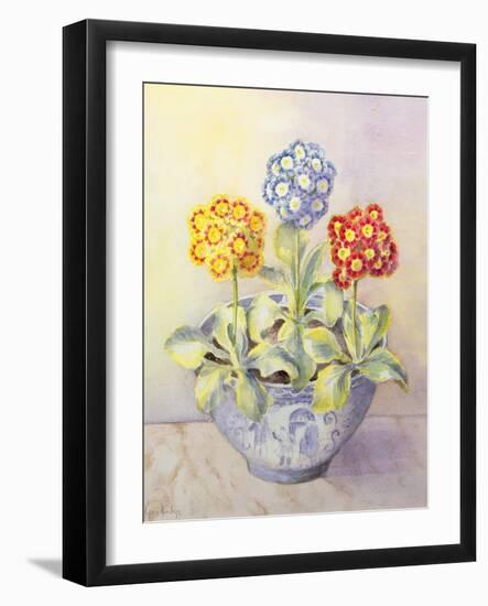 Auricula in a Chinese Pot-Karen Armitage-Framed Giclee Print