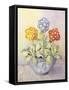 Auricula in a Chinese Pot-Karen Armitage-Framed Stretched Canvas