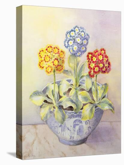 Auricula in a Chinese Pot-Karen Armitage-Stretched Canvas