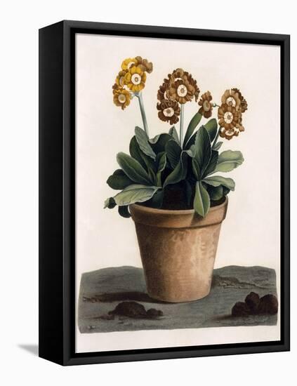 Auricula in a Pot, C.1840S (Hand Coloured Engraving)-English School-Framed Stretched Canvas