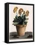 Auricula in a Pot, C.1840S (Hand Coloured Engraving)-English School-Framed Stretched Canvas