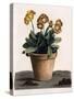 Auricula in a Pot, C.1840S (Hand Coloured Engraving)-English School-Stretched Canvas