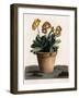 Auricula in a Pot, C.1840S (Hand Coloured Engraving)-English School-Framed Giclee Print