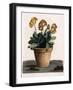 Auricula in a Pot, C.1840S (Hand Coloured Engraving)-English School-Framed Giclee Print