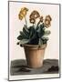 Auricula in a Pot, C.1840S (Hand Coloured Engraving)-English School-Mounted Giclee Print