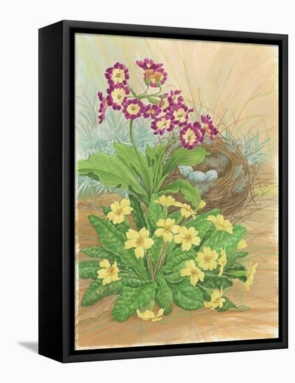 Auricula, Primrose and Nest, 1998-Linda Benton-Framed Stretched Canvas