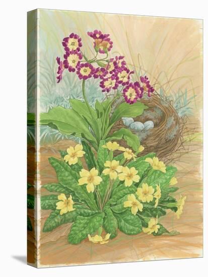 Auricula, Primrose and Nest, 1998-Linda Benton-Stretched Canvas