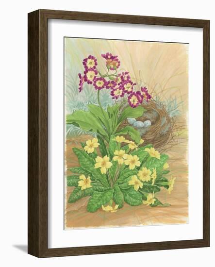 Auricula, Primrose and Nest, 1998-Linda Benton-Framed Giclee Print