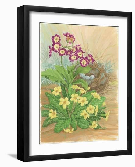 Auricula, Primrose and Nest, 1998-Linda Benton-Framed Giclee Print