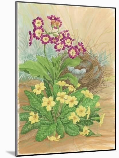 Auricula, Primrose and Nest, 1998-Linda Benton-Mounted Giclee Print