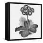 Auricula Variety Lancashire Hero-null-Framed Stretched Canvas