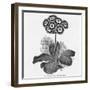 Auricula Variety Lancashire Hero-null-Framed Photographic Print