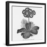 Auricula Variety Lancashire Hero-null-Framed Photographic Print