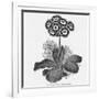 Auricula Variety Lancashire Hero-null-Framed Photographic Print