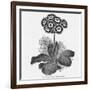 Auricula Variety Lancashire Hero-null-Framed Photographic Print