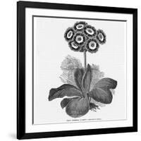 Auricula Variety Lancashire Hero-null-Framed Photographic Print