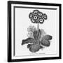 Auricula Variety Lancashire Hero-null-Framed Photographic Print