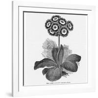 Auricula Variety Lancashire Hero-null-Framed Photographic Print