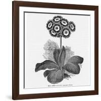 Auricula Variety Lancashire Hero-null-Framed Photographic Print