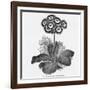 Auricula Variety Lancashire Hero-null-Framed Photographic Print