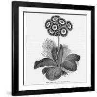 Auricula Variety Lancashire Hero-null-Framed Photographic Print