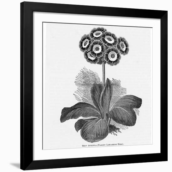 Auricula Variety Lancashire Hero-null-Framed Photographic Print