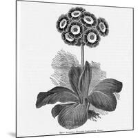 Auricula Variety Lancashire Hero-null-Mounted Photographic Print