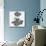 Auricula Variety Lancashire Hero-null-Mounted Photographic Print displayed on a wall