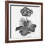 Auricula Variety Lancashire Hero-null-Framed Photographic Print