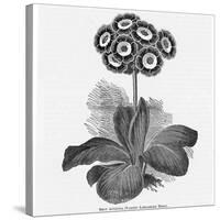Auricula Variety Lancashire Hero-null-Stretched Canvas
