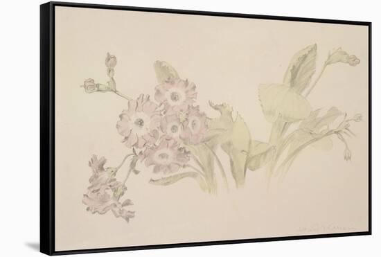Auricula-Albert Williams-Framed Stretched Canvas