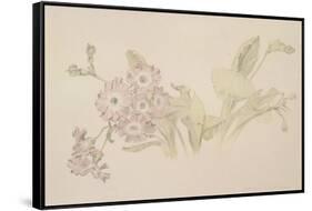 Auricula-Albert Williams-Framed Stretched Canvas