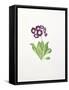 Auricula-Sally Crosthwaite-Framed Stretched Canvas