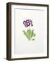 Auricula-Sally Crosthwaite-Framed Giclee Print