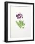 Auricula-Sally Crosthwaite-Framed Giclee Print