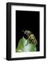 Aurigena Unicolor (Jewel Beetle)-Paul Starosta-Framed Photographic Print