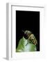 Aurigena Unicolor (Jewel Beetle)-Paul Starosta-Framed Photographic Print