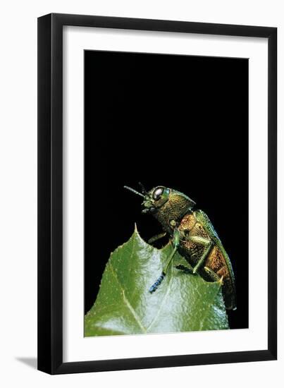 Aurigena Unicolor (Jewel Beetle)-Paul Starosta-Framed Photographic Print