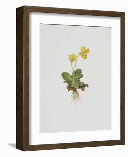 Aurikel-Moritz Michael Daffinger-Framed Collectable Print