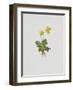 Aurikel-Moritz Michael Daffinger-Framed Collectable Print