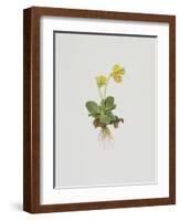 Aurikel-Moritz Michael Daffinger-Framed Collectable Print