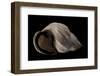 Auris Bilabiata-Paul Starosta-Framed Photographic Print