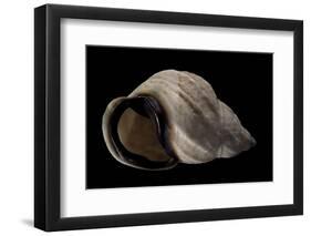 Auris Bilabiata-Paul Starosta-Framed Photographic Print